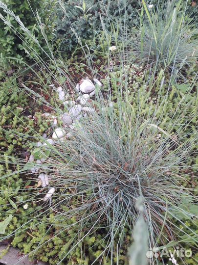 Овсянница сизая