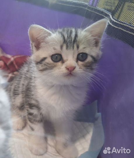 Шотландская