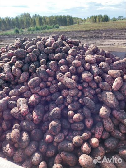 Продам картофель оптом