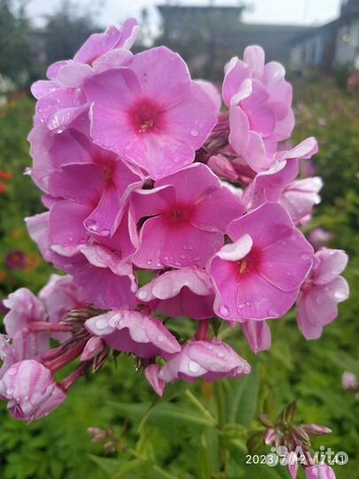 Флоксы (обмен на другой сорт)