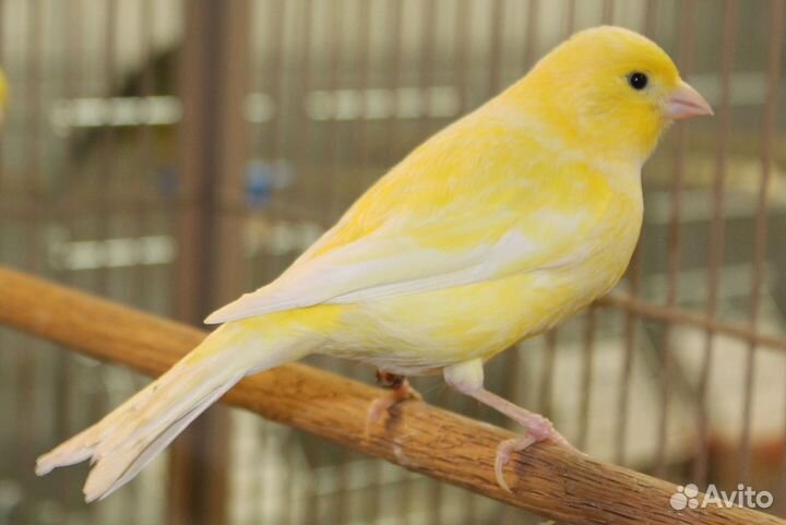 Кенара молодые