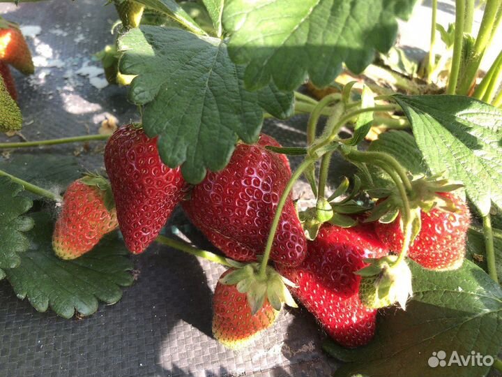 Рассада клубники (Земляники садовой)