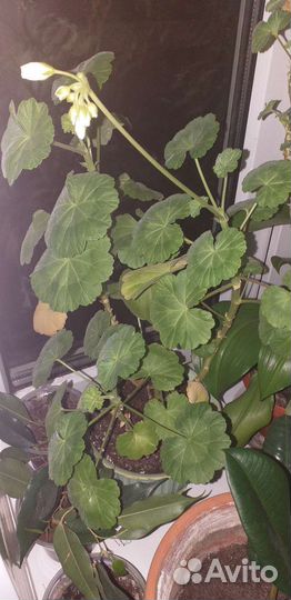 Пеларгония герань белая