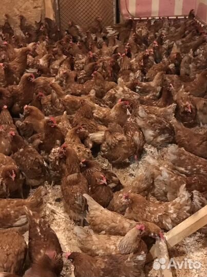 Куры несушки Ломан Браун