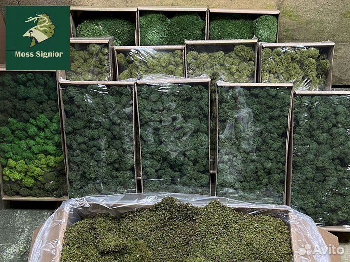 Стабилизированный мох ягель, кочка, пласт. Панно