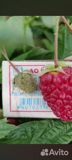 Рассада Малины