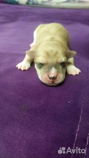 Щенки метисы