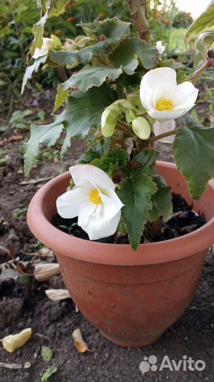 Глоксиния сортовая