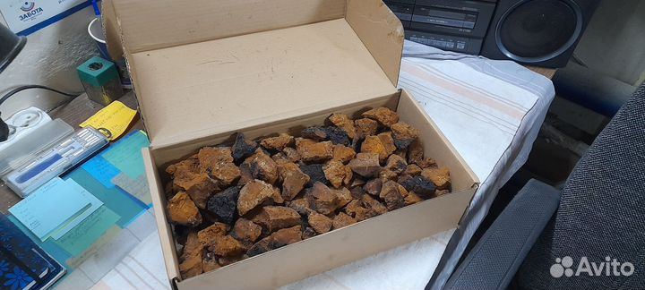 Продаю чагу