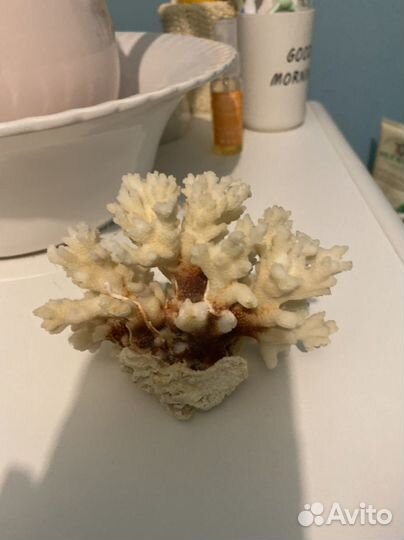 Коралл морской,натуральный