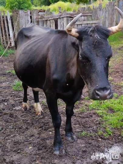 Корова дойная все вопросы по телефону