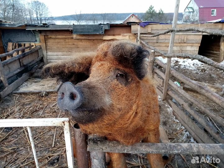 Венгерская мангалица