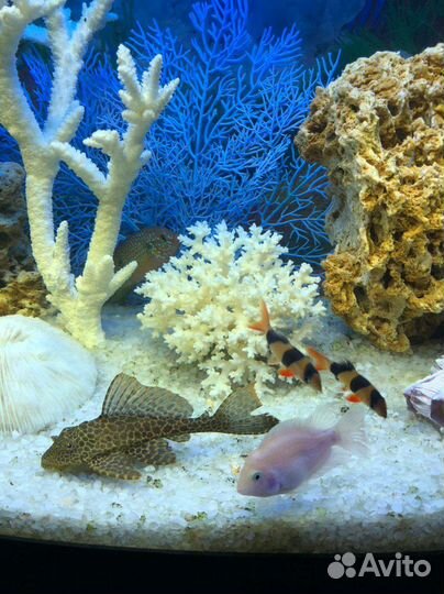 Обслуживание и оформление аквариумов