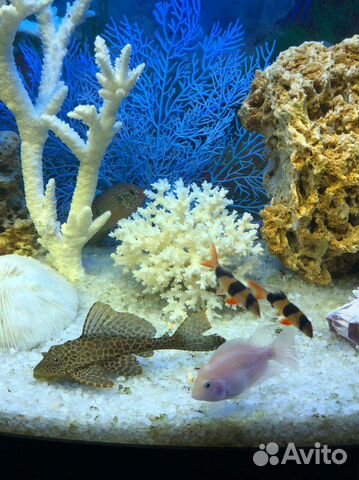 Обслуживание и оформление аквариумов