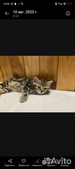 Британский кот на вязку