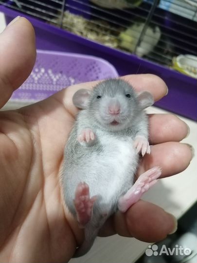 Крыса крысята дамбо