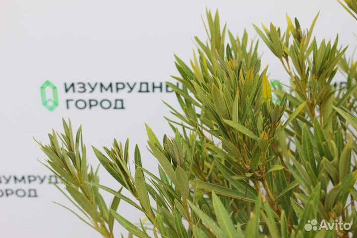 Редкий Олеандр Карликовый papa gambetta 25 л