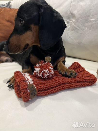 Вязанные вещи для питомца. Шапка для таксы