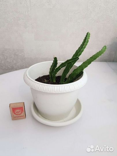 Стапелия суккулент