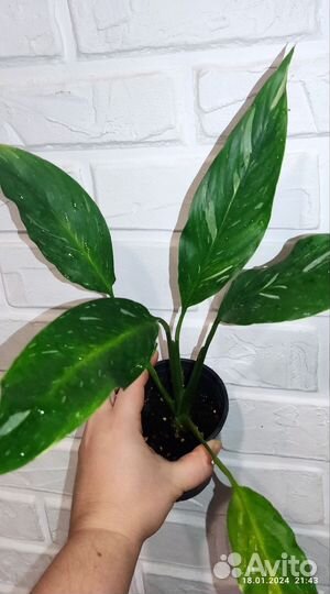 Комнатные растения