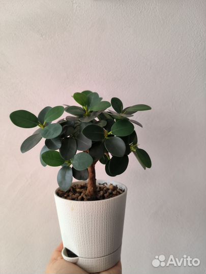 Фикус Грин исланд