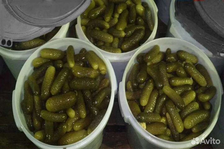 Багаевские солёные бочковые огурцы