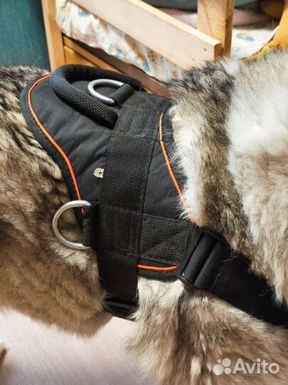 Ошейник для крупной собаки