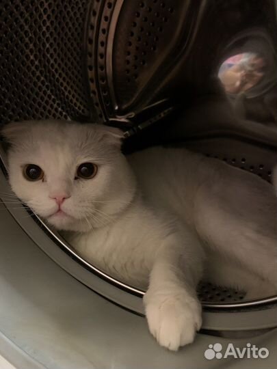 Кот