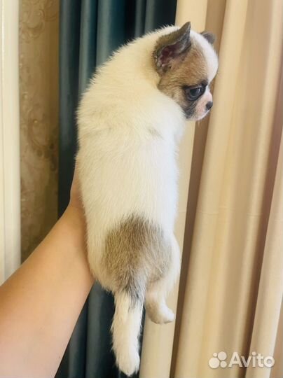 Щенки чихуахуа