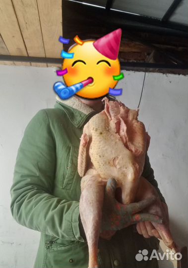 Продам индюшиные яйца