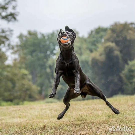 Кобель лабрадора вязка