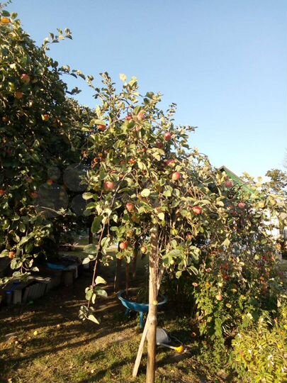 Дом 54 м² на участке 77 сот.