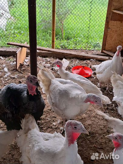 Индюки на мясо