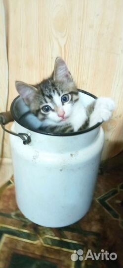 Котята в добрые руки бесплатно