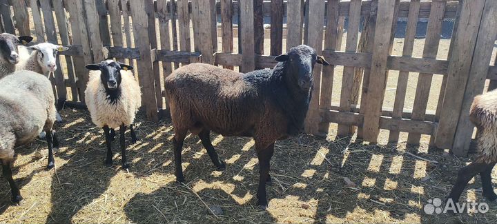 Бараны овцы стадом