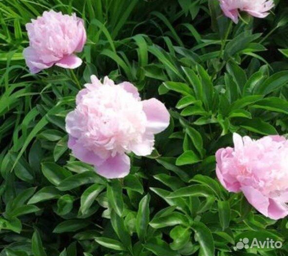 Пион розовый саженцы