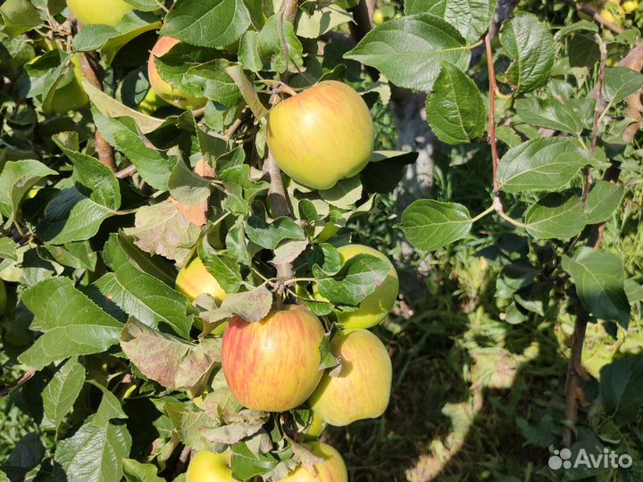 Яблоки домашние