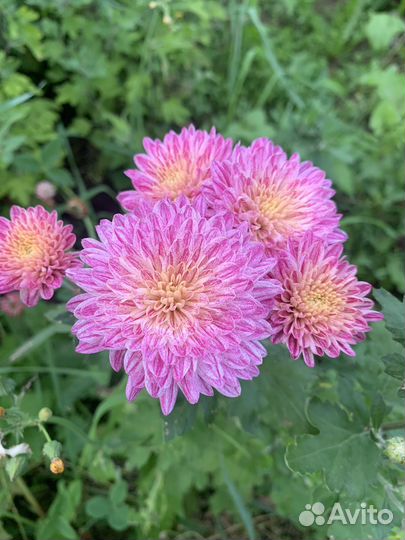 Садовые цветы