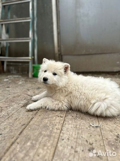 Щенки Белой швейцарской овчарки