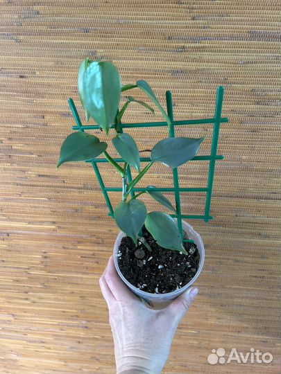 Филодендрон Плуто и др