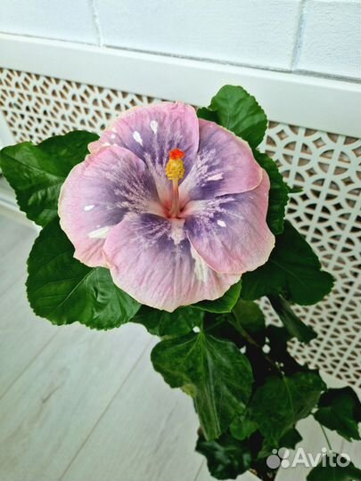 Сортовые гибискусы, 3 сорта, срез черенки