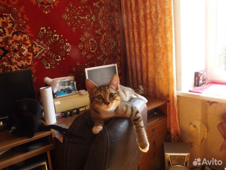 Котята ищут надёжную семью (возраст 3 месяца)