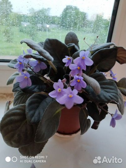 Фиалка фиолетовая сиреневая