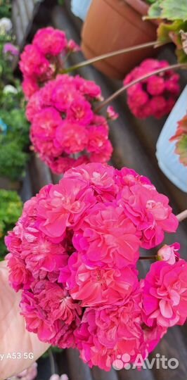 Герань пеларгония