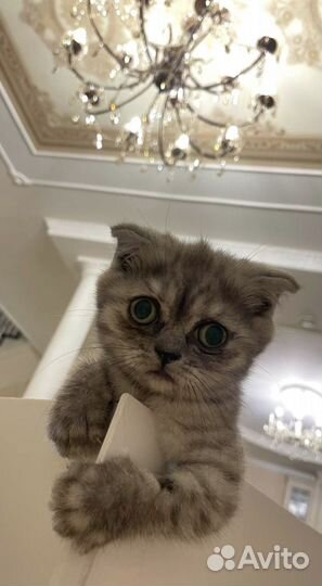 Шотландская вислоухая