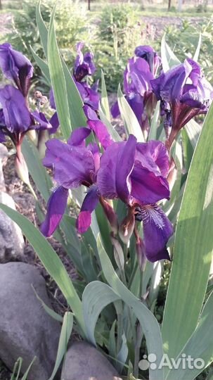 Многолетние садовые цветы