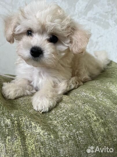 Мальтипу мини щенки