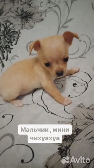 Щенки чихуахуа мини
