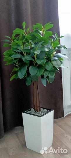 Фикус Мокламе