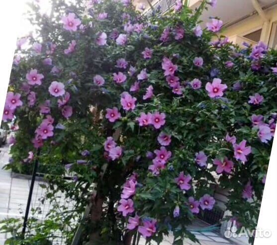 Гибискус травянистый